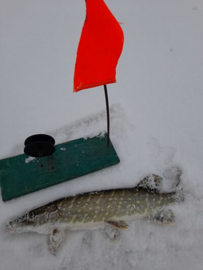 Northern Pike
