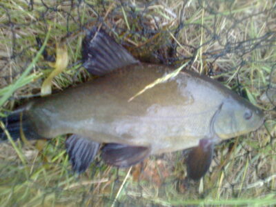 Tench, 0.6 kg — Pakumulšių I-asis