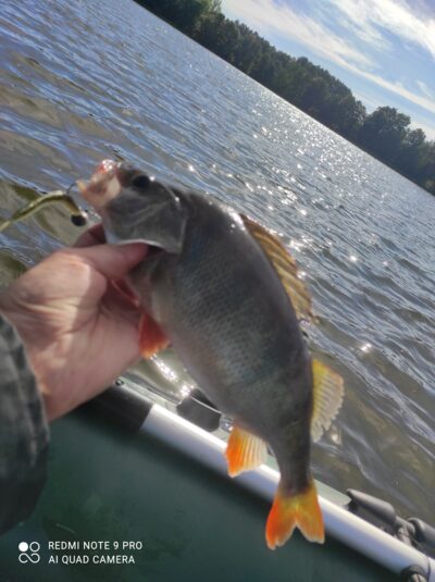 Eurasian perch, 0.6 kg — Luodis