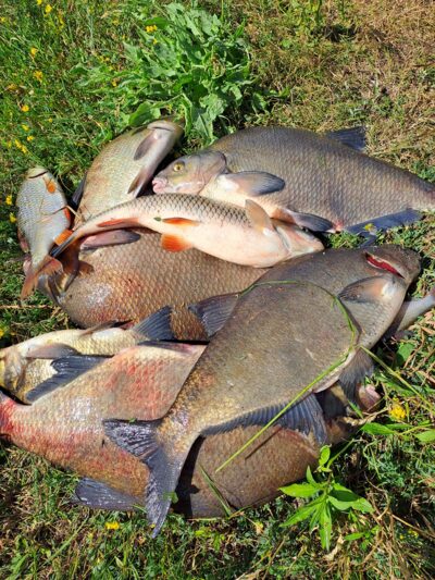 Carp bream ×5 — Neman River