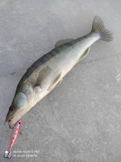 Pike perch — Sartai