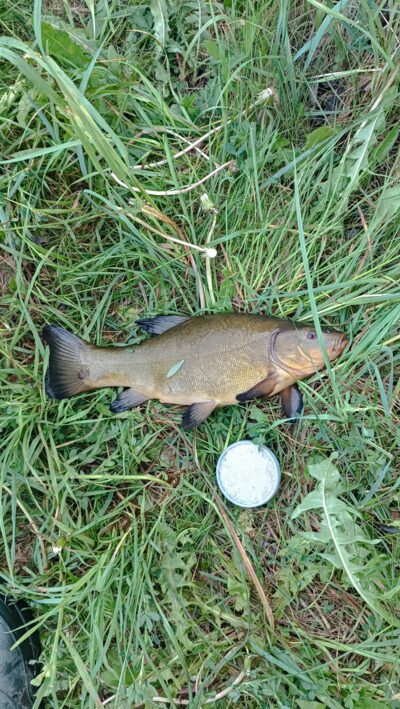 Tench, 1.2 kg