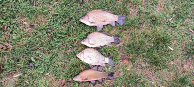 Sidabrinis karosas ×3