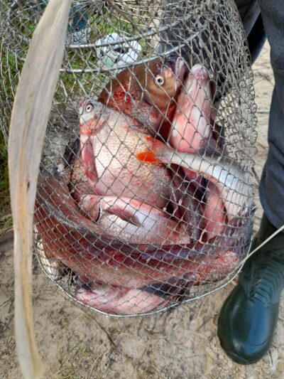 Carp bream — ATMATA