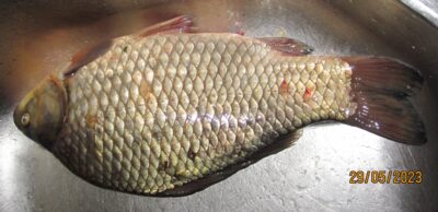Prussian carp, 1.0 kg — Pakumulšių I-asis