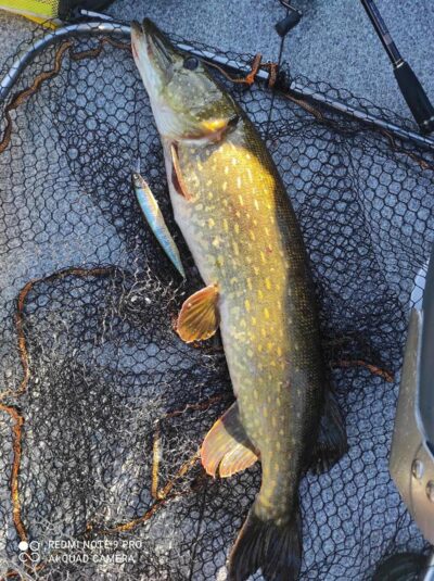 Northern Pike, 4.5 kg — Drūkšiai