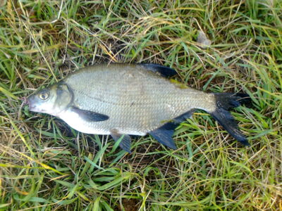 Carp bream, 0.5 kg — Pakumulšių I-asis