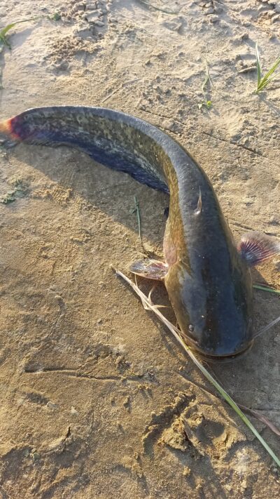 Wels catfish — Neman River