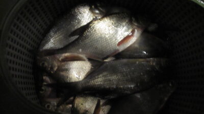 Carp bream ×16