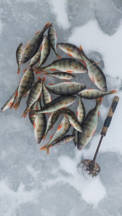 Eurasian perch ×27
