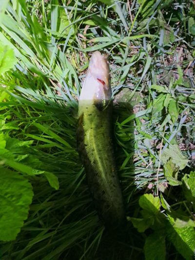 Wels catfish ×3 — Neman River