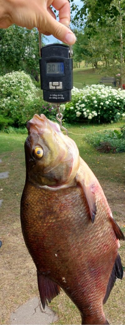 Carp bream, 3.0 kg