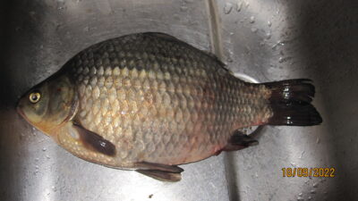 Prussian carp, 1.1 kg