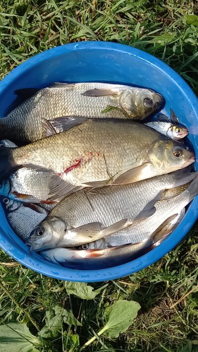 Carp bream ×2 — Gėgė