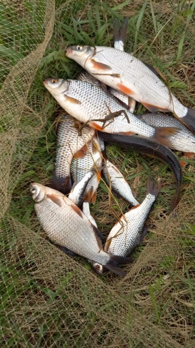 Roach ×5 — Neman River