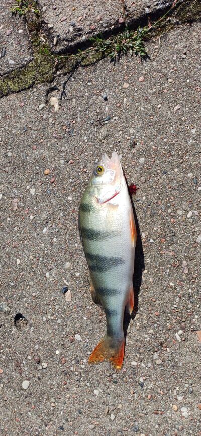 Eurasian perch — Kuršių