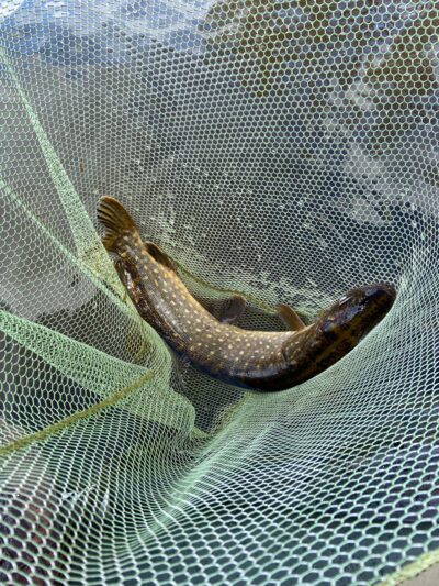 Northern Pike, 2.6 kg — Mūšėjus