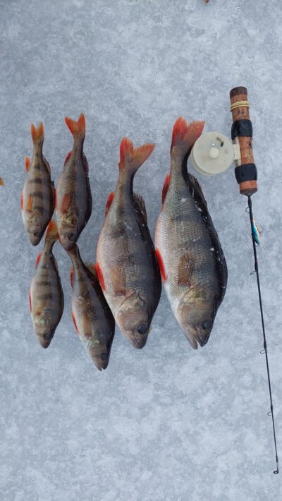 Eurasian perch ×6