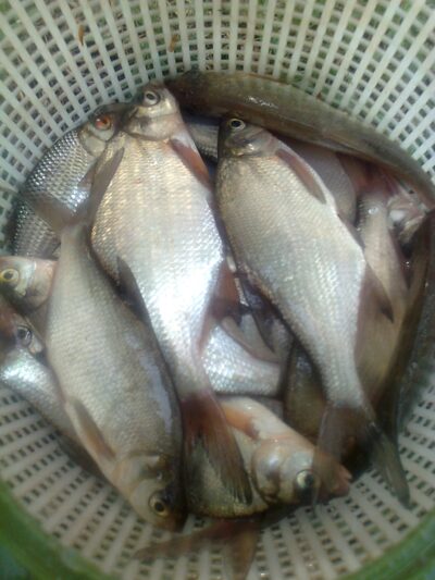 Silver Bream ×16 — Pakumulšių II-asis