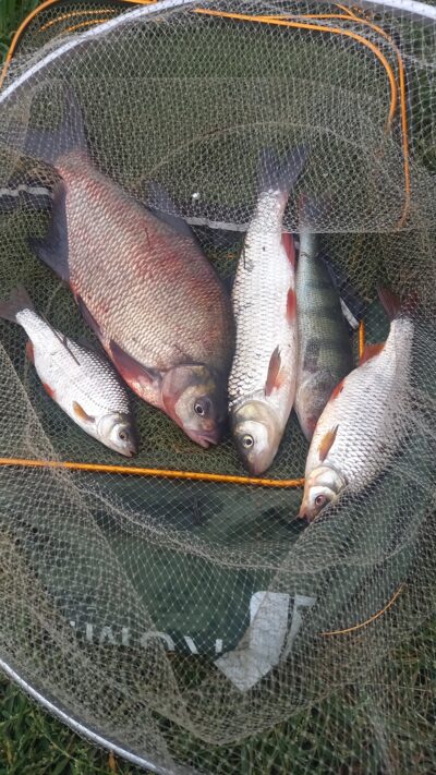 Carp bream