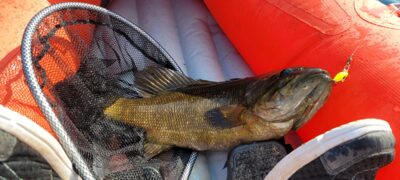 Smallmouth bass — Cassidy Lake