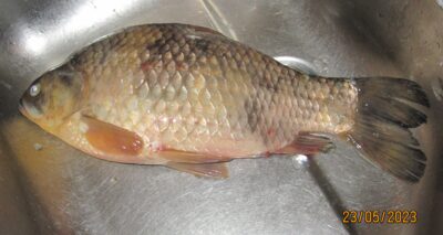 Prussian carp, 1.2 kg — Pakumulšių I-asis
