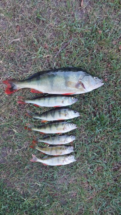 Eurasian perch, 1.0 kg