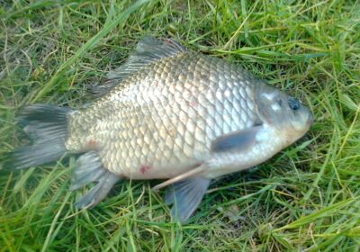 Prussian carp, 1.0 kg — Pakumulšių I-asis