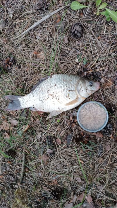Prussian carp, 0.3 kg