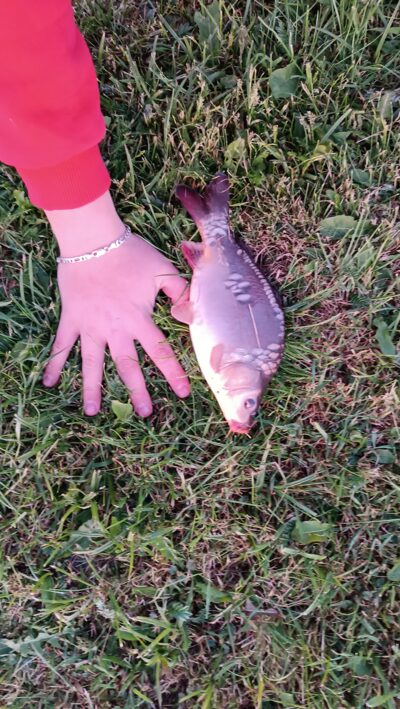 Mirror carp, 0.7 kg