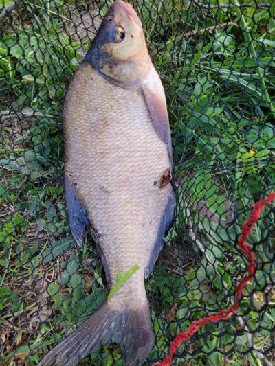 Carp bream