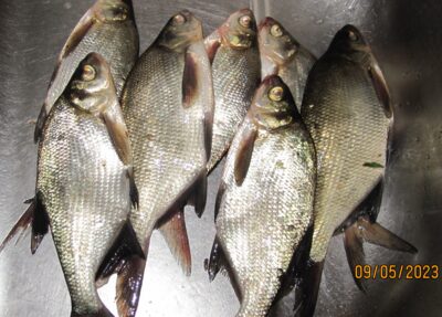 Carp bream ×7