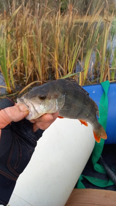 Eurasian perch, 0.4 kg — Naudvario