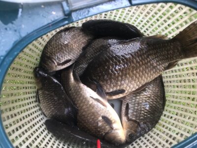 Prussian carp ×8