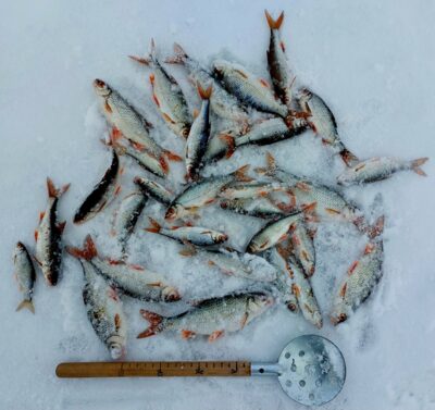 Roach ×30