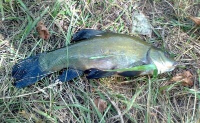 Tench