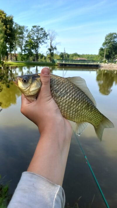 Prussian carp