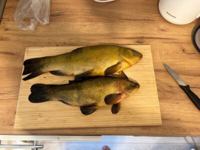 Tench ×2 — Elektrėnai reservoir