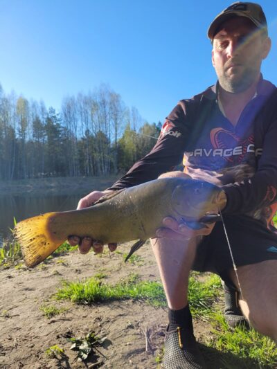 Tench