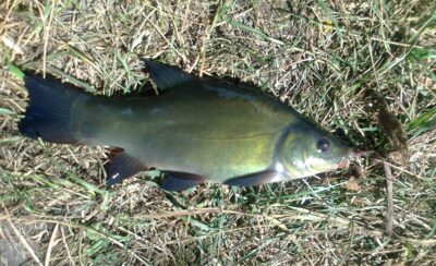 Tench