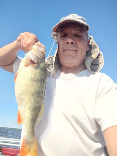 Eurasian perch, 1.2 kg — Kuršių