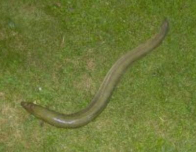 European eel