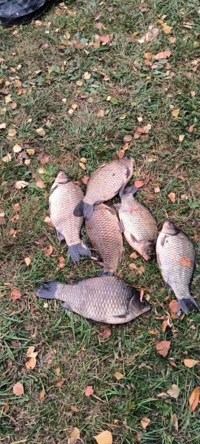 Prussian carp ×6