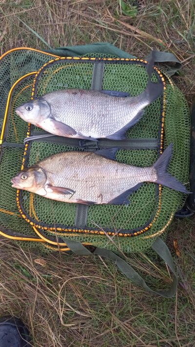 Carp bream ×2 — Neman River