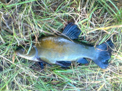 Tench