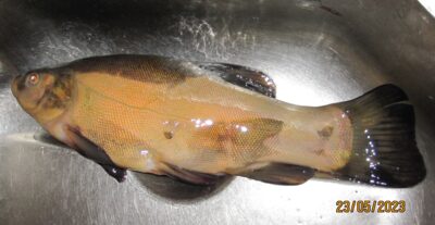 Tench, 0.6 kg — Pakumulšių I-asis