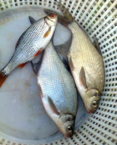 Silver Bream ×2 — Pakumulšių II-asis