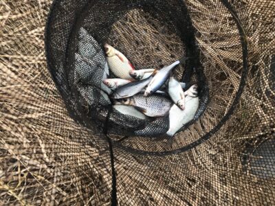 Carp bream ×12 — Lėvuo