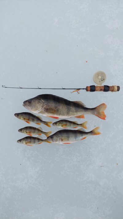 Eurasian perch ×6