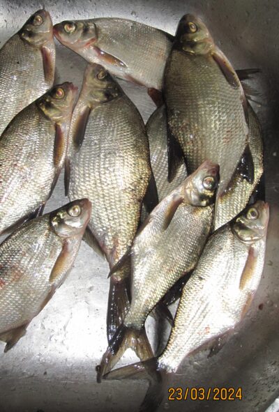 Carp bream ×10 — Pakumulšių II-asis